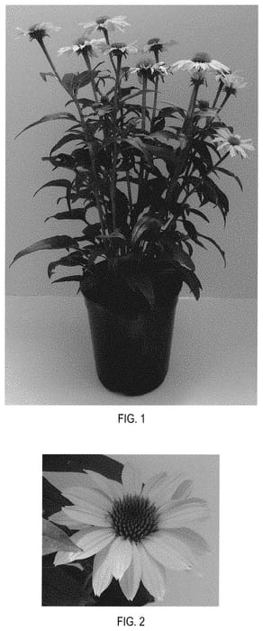 Figure 1 of US plant patent PP31818, the photograph of Balsomsolst printed in the patent.