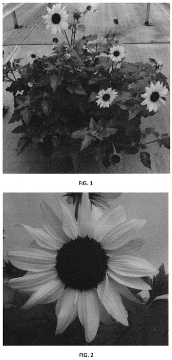 Figure 1 of US plant patent PP31819, the photograph of SUR67-1 printed in the patent.