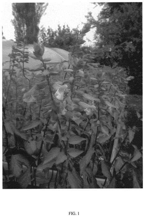 Figure 1 of US plant patent PP31820, the photograph of Kisses and Wishes printed in the patent.