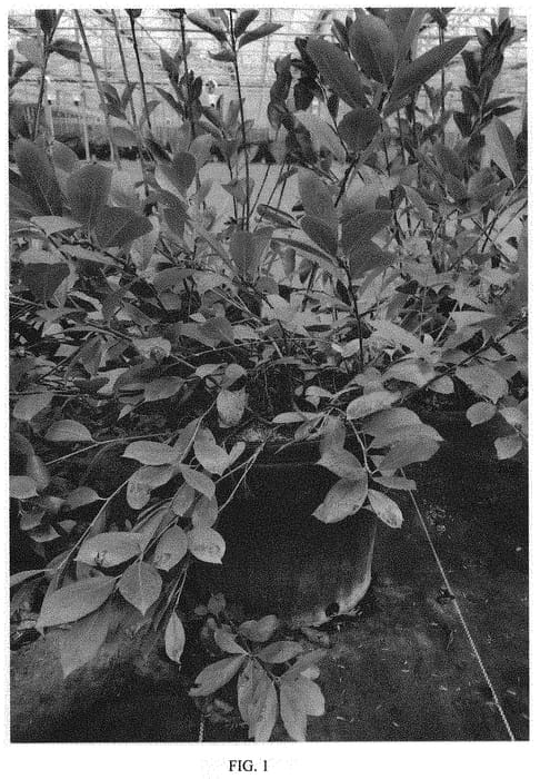 Figure 1 of US plant patent PP31821, the photograph of UCONNAM012 printed in the patent.