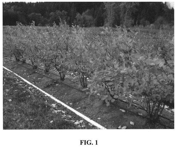 Figure 1 of US plant patent PP31822, the photograph of FC13-122 printed in the patent.