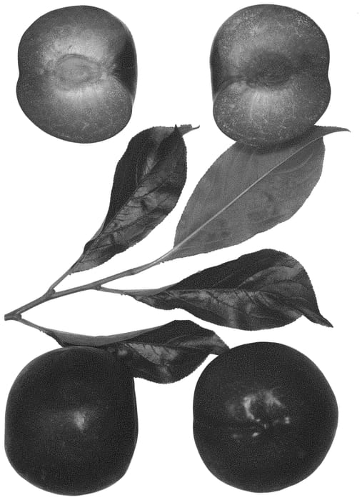 Figure 1 of US plant patent PP31823, the photograph of Ebony Punch printed in the patent.