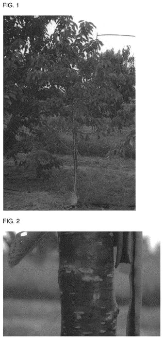 Figure 1 of US plant patent PP31824, the photograph of PINKILAM printed in the patent.
