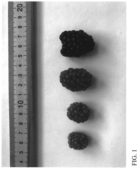 Figure 1 of US plant patent PP31825, the photograph of DrisBlackNineteen printed in the patent.