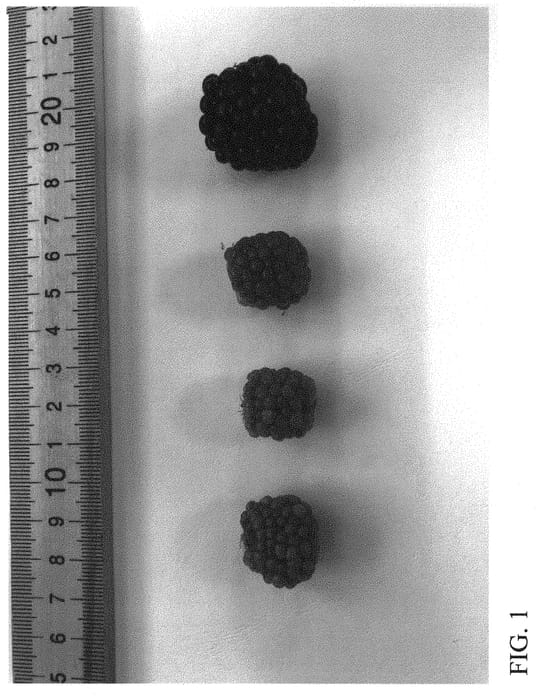 Figure 1 of US plant patent PP31826, the photograph of DrisBlackTwenty printed in the patent.
