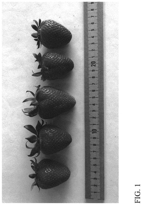 Figure 1 of US plant patent PP31827, the photograph of DrisStrawSeventySix printed in the patent.