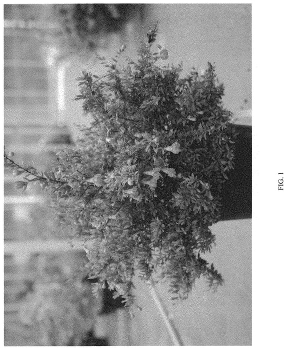 Figure 1 of US plant patent PP31828, the photograph of SMNPGMF printed in the patent.