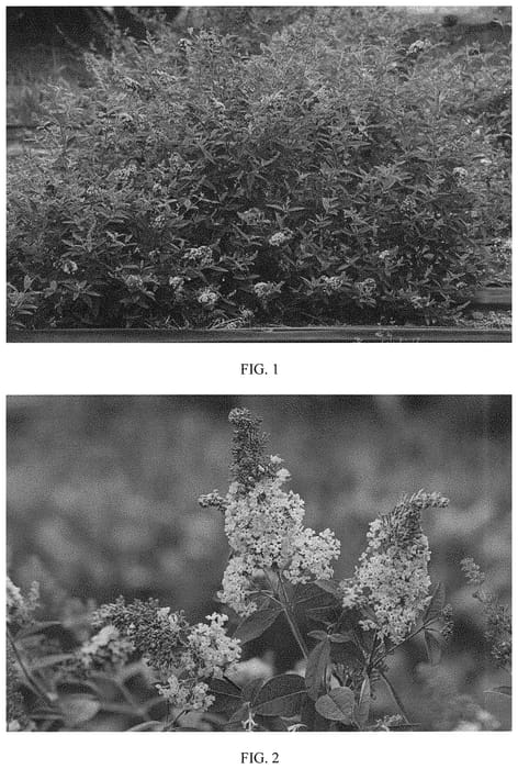 Figure 1 of US plant patent PP31829, the photograph of PODARASNGA1 printed in the patent.