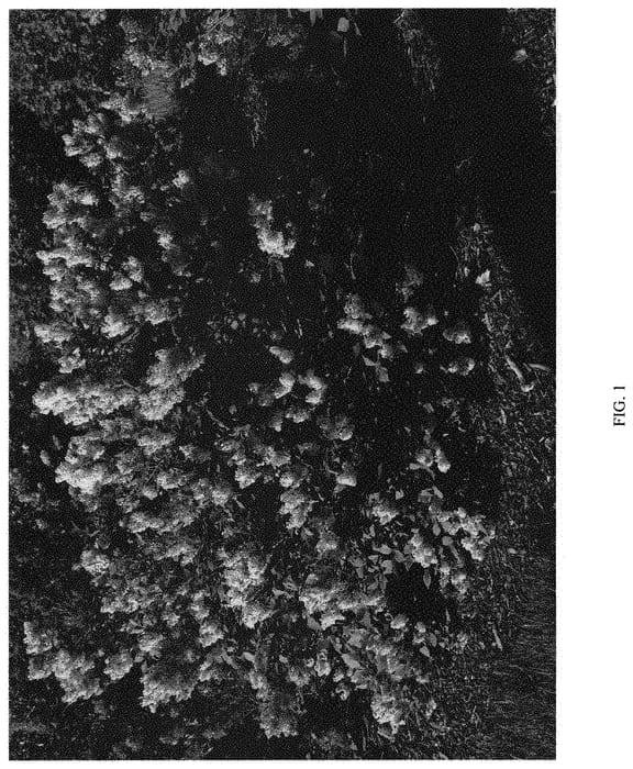 Figure 1 of US plant patent PP31830, the photograph of SMSDTL printed in the patent.