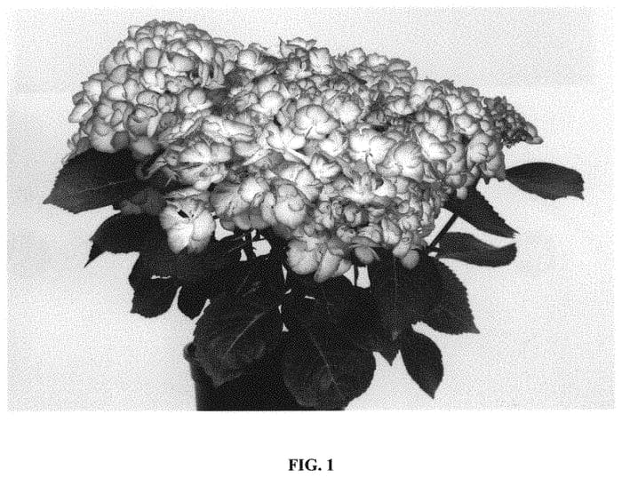 Figure 1 of US plant patent PP31831, the photograph of Hokomafata printed in the patent.