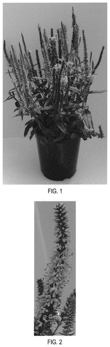 Figure 1 of US plant patent PP31832, the photograph of Balmoodink printed in the patent.