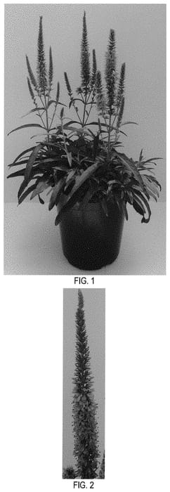 Figure 1 of US plant patent PP31833, the photograph of Balmoomaui printed in the patent.
