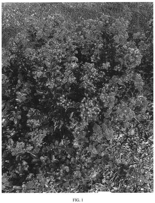 Figure 1 of US plant patent PP31834, the photograph of GARzarnobemagen printed in the patent.