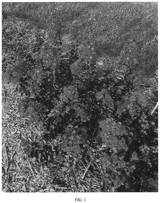 Figure 1 of US plant patent PP31835, the photograph of GARzarnobefu printed in the patent.