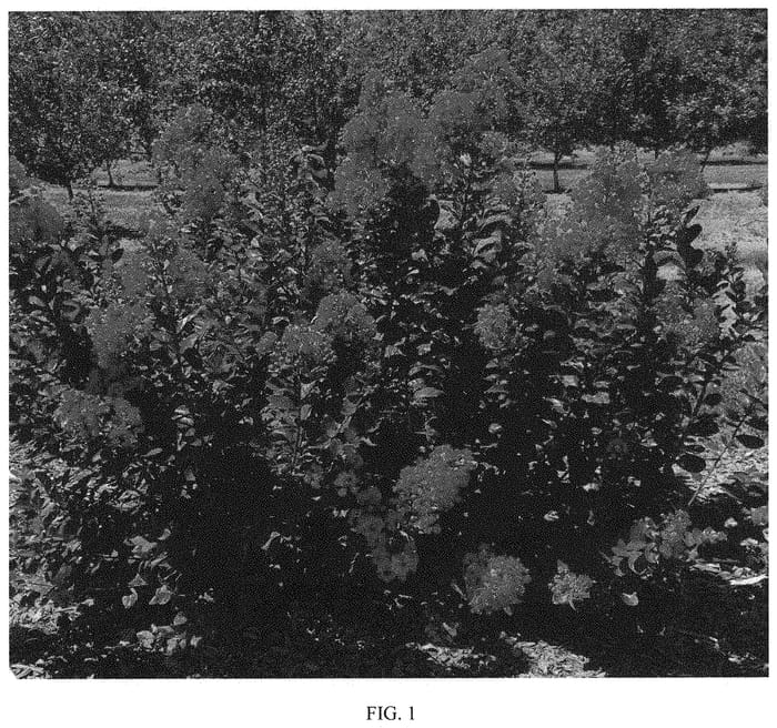 Figure 1 of US plant patent PP31836, the photograph of GARzarnobewater printed in the patent.