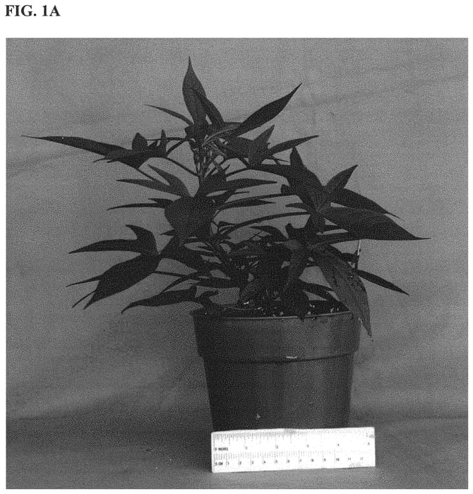 Figure 1 of US plant patent PP31837, the photograph of NCORNSP-024SCRI printed in the patent.