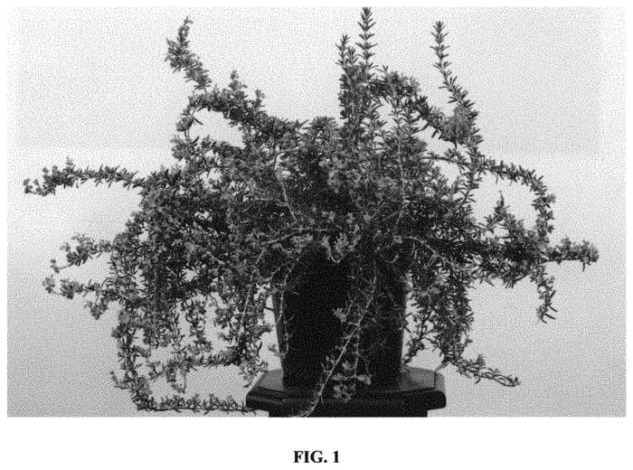 Figure 1 of US plant patent PP31838, the photograph of Lowros12 printed in the patent.