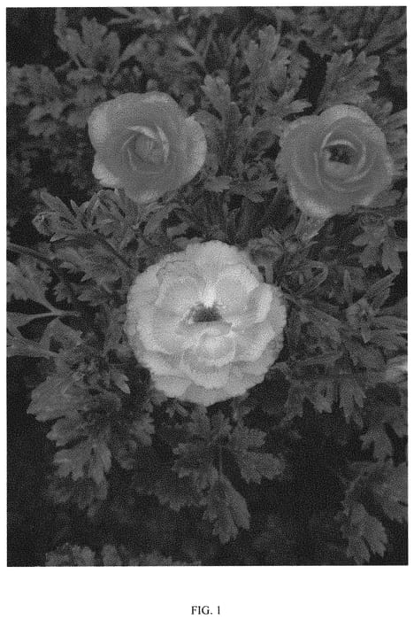Figure 1 of US plant patent PP31839, the photograph of ROCPEACH printed in the patent.