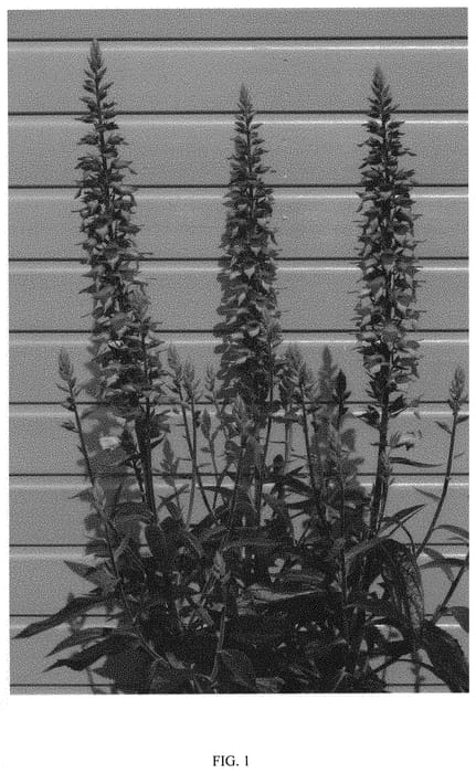 Figure 1 of US plant patent PP31840, the photograph of Firebird printed in the patent.