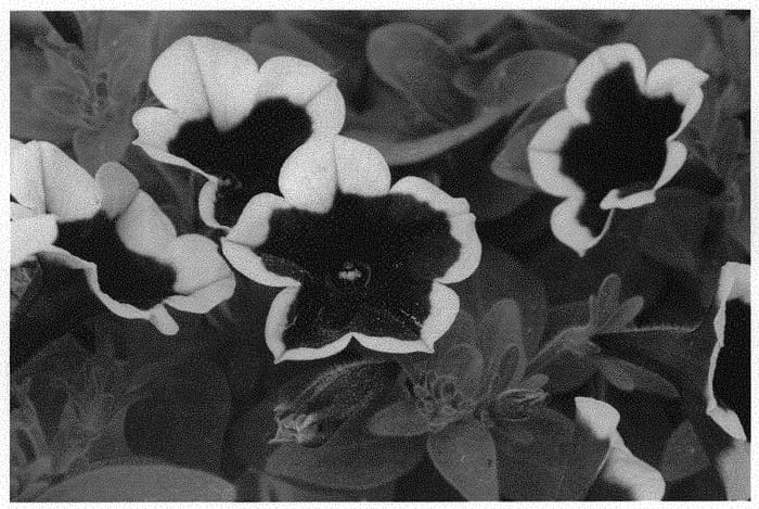 Figure 1 of US plant patent PP31841, the photograph of KLEPH18130 printed in the patent.