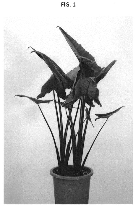 Figure 1 of US plant patent PP31842, the photograph of ESAL1801 printed in the patent.