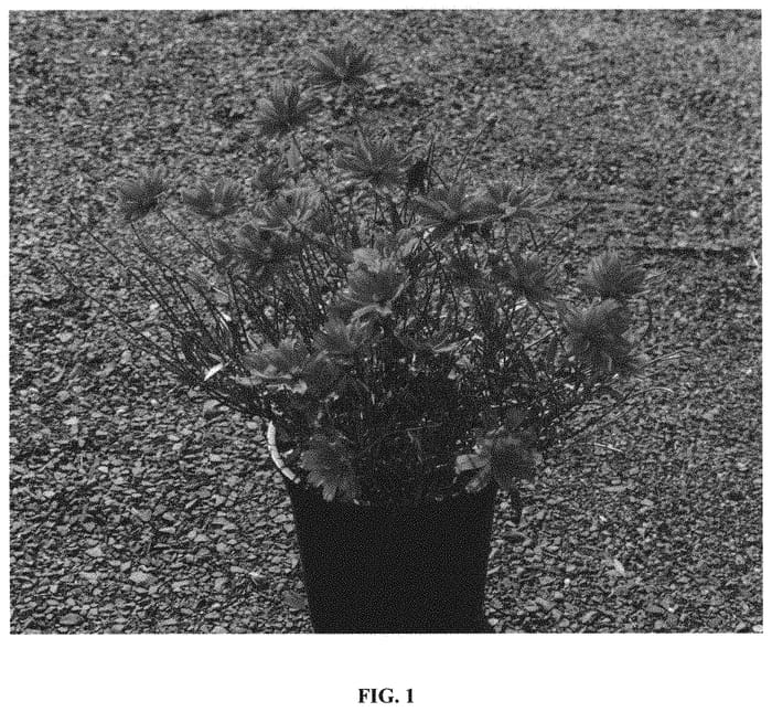 Figure 1 of US plant patent PP31843, the photograph of Darling Clementine printed in the patent.