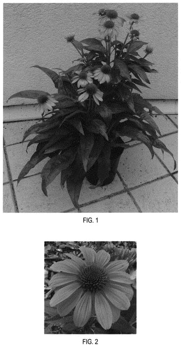 Figure 1 of US plant patent PP31844, the photograph of Balsomotan printed in the patent.