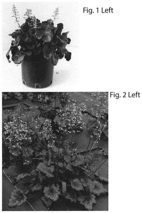 Figure 1 of US plant patent PP31845, the photograph of Dark ‘N printed in the patent.