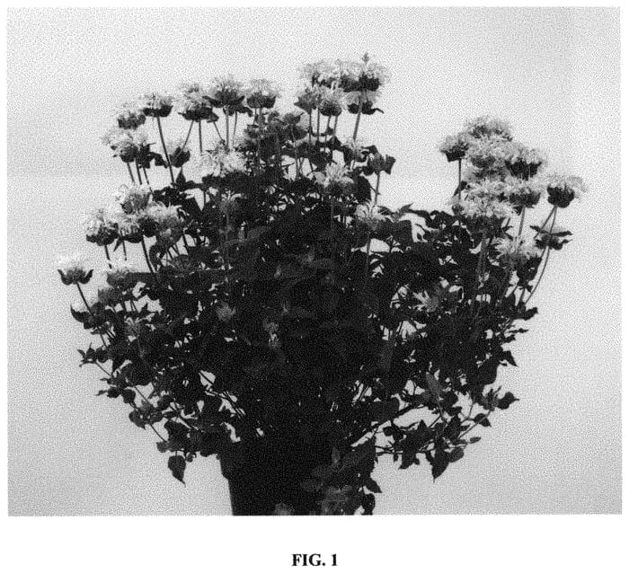 Figure 1 of US plant patent PP31846, the photograph of Monbebr printed in the patent.