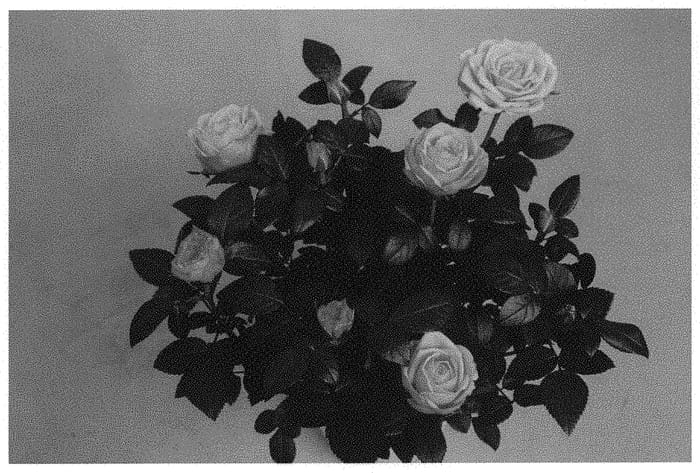 Figure 1 of US plant patent PP31847, the photograph of KORpot088 printed in the patent.