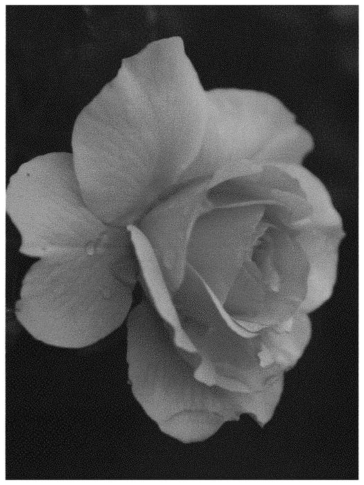 Figure 1 of US plant patent PP31848, the photograph of ALTland printed in the patent.