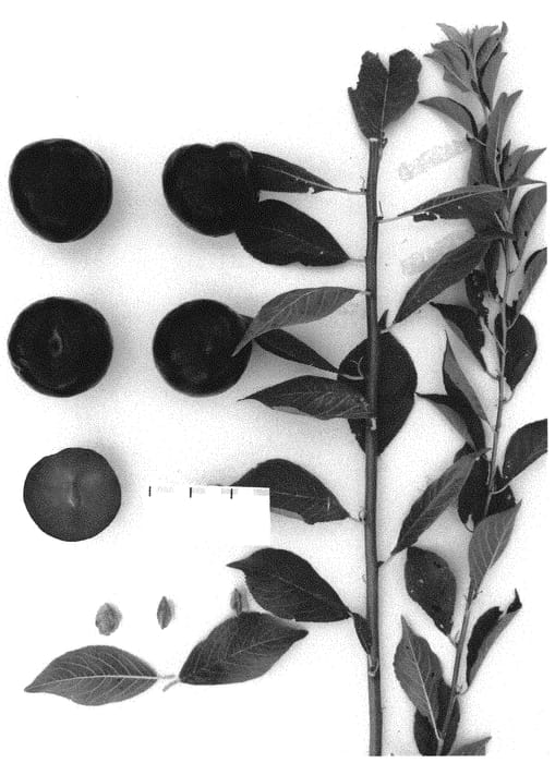 Figure 1 of US plant patent PP31849, the photograph of Suplumfiftyseven printed in the patent.