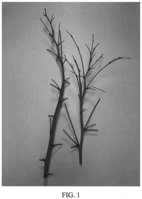 Figure 1 of US plant patent PP31850, the photograph of DrisRaspFourteen printed in the patent.