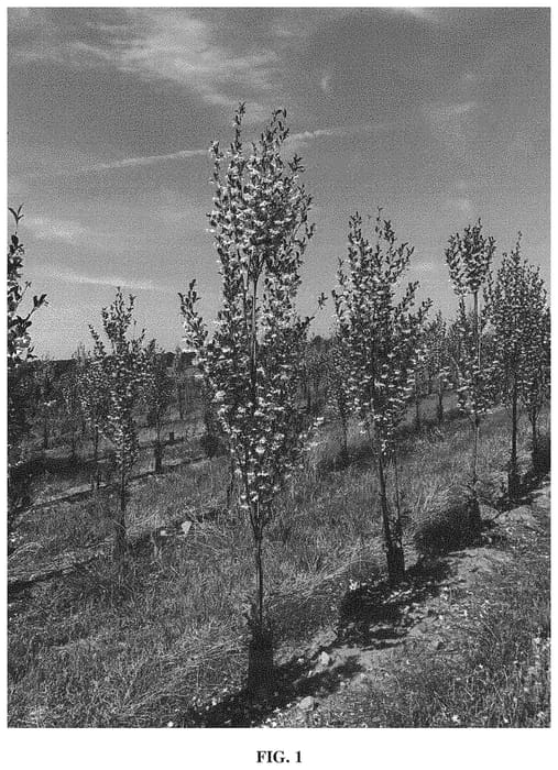 Figure 1 of US plant patent PP31851, the photograph of SJMTF printed in the patent.