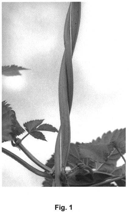 Figure 1 of US plant patent PP31852, the photograph of Hort9909 printed in the patent.
