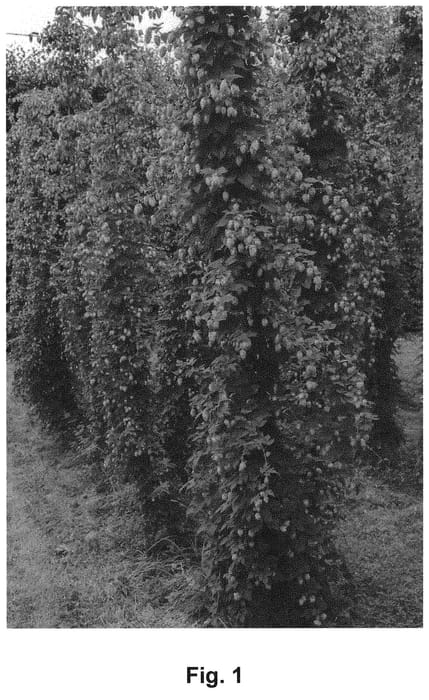 Figure 1 of US plant patent PP31853, the photograph of Hort4337 printed in the patent.