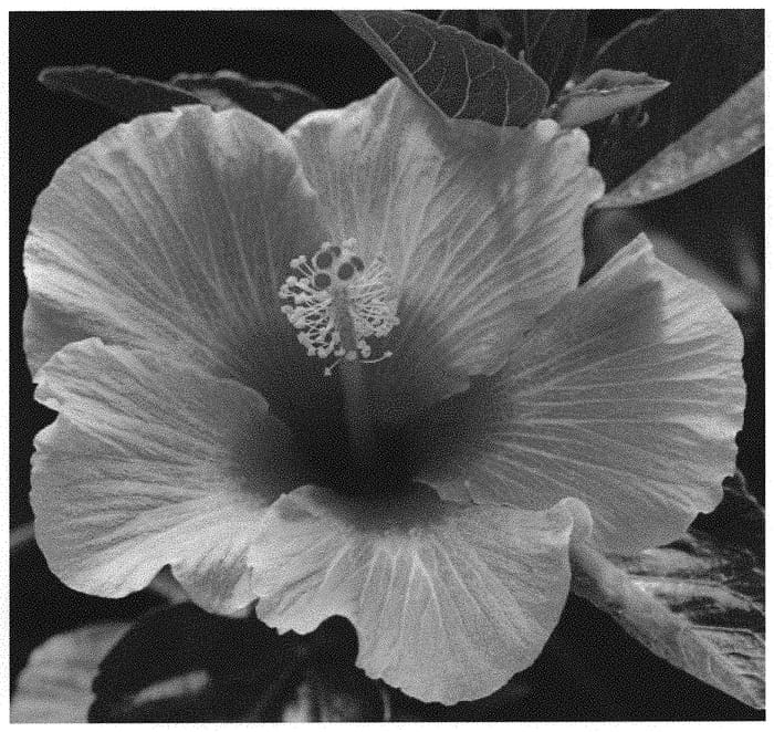Figure 1 of US plant patent PP31854, the photograph of JBG 14003 printed in the patent.