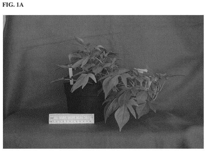 Figure 1 of US plant patent PP31855, the photograph of NCORNSP-025SCK printed in the patent.