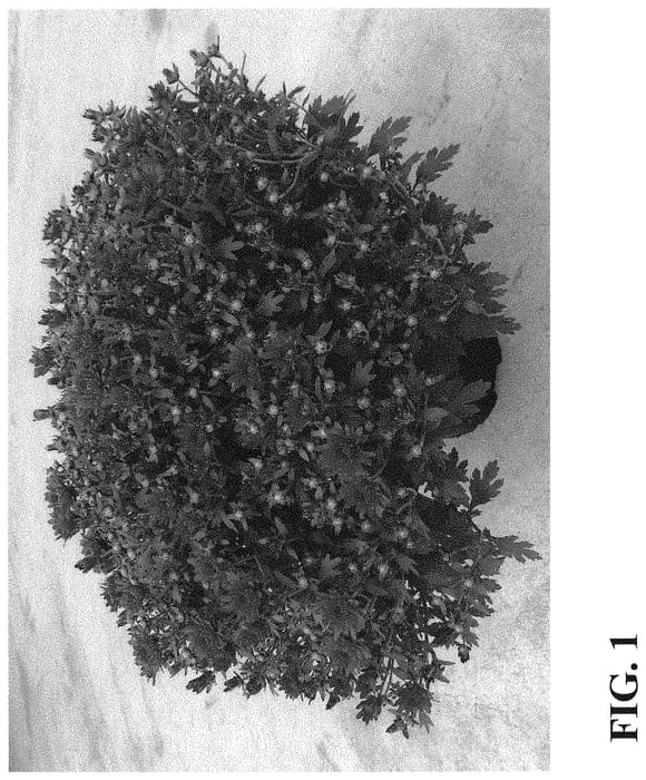 Figure 1 of US plant patent PP31856, the photograph of Zanmumadore Red printed in the patent.