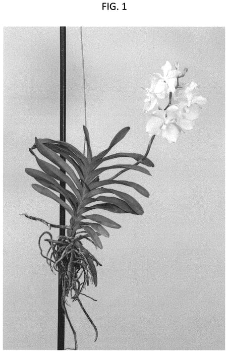 Figure 1 of US plant patent PP31857, the photograph of SPCDW1812 printed in the patent.