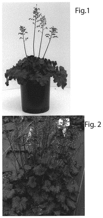 Figure 1 of US plant patent PP31858, the photograph of Dark Night printed in the patent.