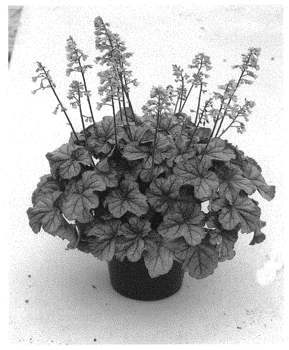 Figure 1 of US plant patent PP31859, the photograph of Shimmer printed in the patent.