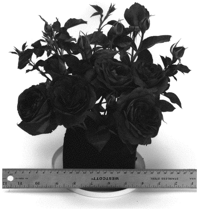 Figure 1 of US plant patent PP31860, the photograph of WEKebtigrad printed in the patent.