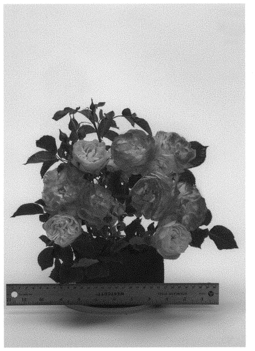 Figure 1 of US plant patent PP31861, the photograph of WEKjucistwe printed in the patent.