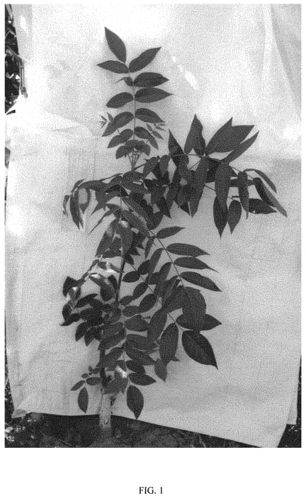 Figure 1 of US plant patent PP31862, the photograph of Cliff Clone printed in the patent.