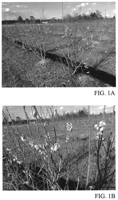 Figure 1 of US plant patent PP31863, the photograph of TH-1125 printed in the patent.