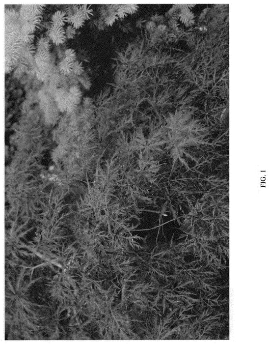 Figure 1 of US plant patent PP31864, the photograph of MONFRICK printed in the patent.