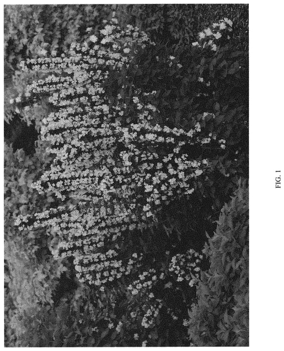 Figure 1 of US plant patent PP31865, the photograph of SMNPVG printed in the patent.