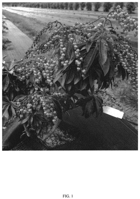 Figure 1 of US plant patent PP31866, the photograph of FARROWPJRF printed in the patent.