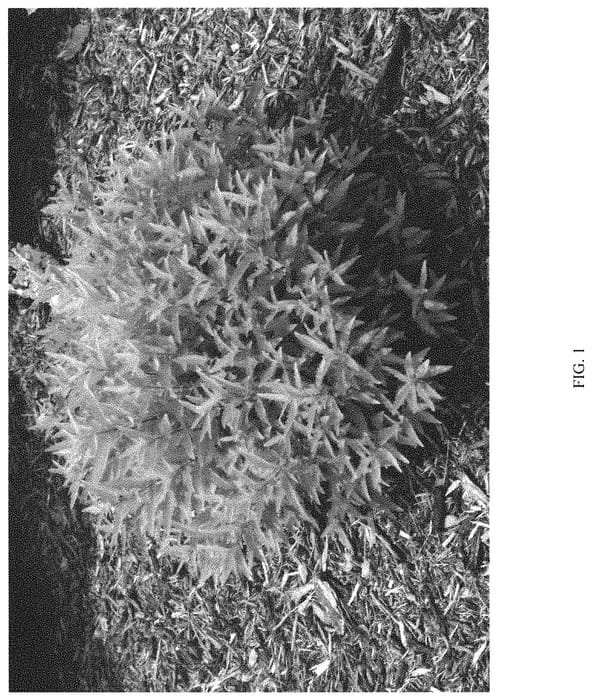 Figure 1 of US plant patent PP31867, the photograph of SMCIPG printed in the patent.